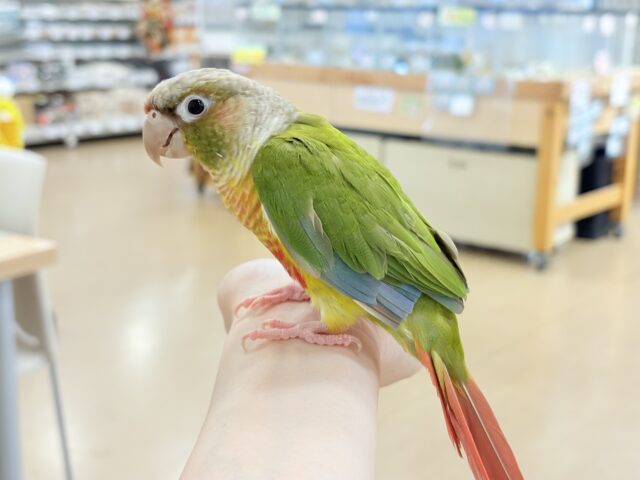 ホオミドリウロコインコ