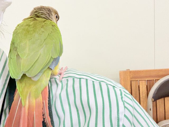 ホオミドリウロコインコ