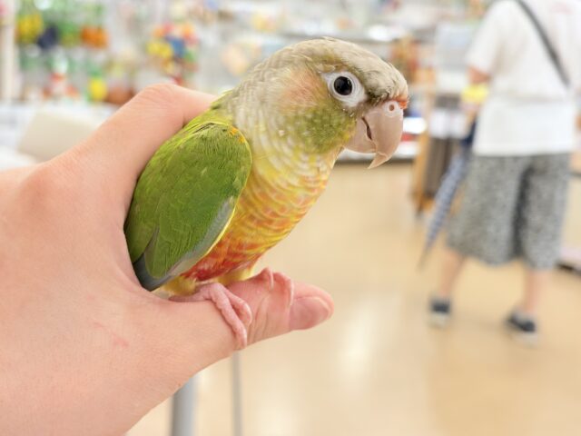 ホオミドリウロコインコ