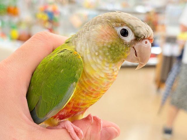 【最新画像・動画更新🪄】この甘え方、クセになります♡ウロコインコ(パイナップル)