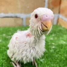 春恒例?!🌸⚐ﾞおだんごセンター掴み取れ🥇🍡✧*｡セキセイインコ(アルビノ/2025年3月下旬)