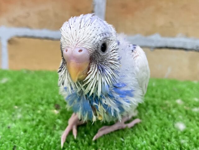 Lightよ輝け💡💖▸︎▹︎▹︎しましまぽっち🪽⋆꙳セキセイインコ(ブルーパイド/2025年3月下旬生まれ)