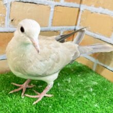 ✨最新画像✨ニットパワーでᗰᗩᘜIᑕ 起こすのォ？！🪄🧶ジュズカケバト(2025年2月生まれ)