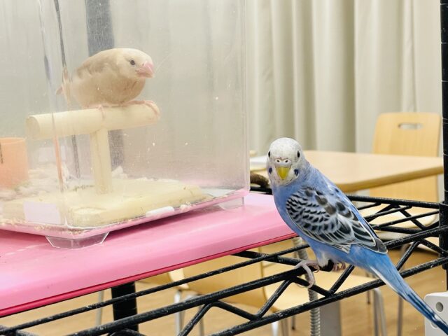 セキセイインコ
