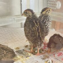 あ〜みだくじ〜⛓⋆꙳身軽トリュフ🟤✧*｡うずら(2025年4月生まれ)