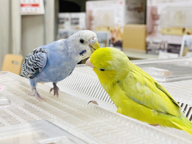 セキセイインコ