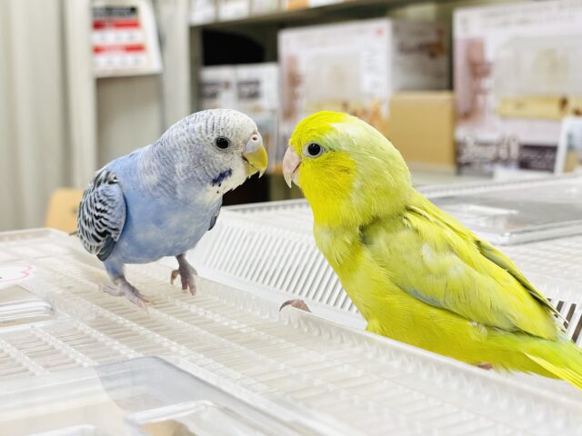 セキセイインコ