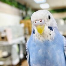 【最新画像】おとなの階段のぼってます！セキセイインコ（オパーリン）