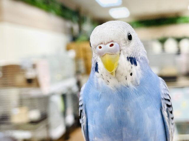 【最新画像】おとなの階段のぼってます！セキセイインコ（オパーリン）