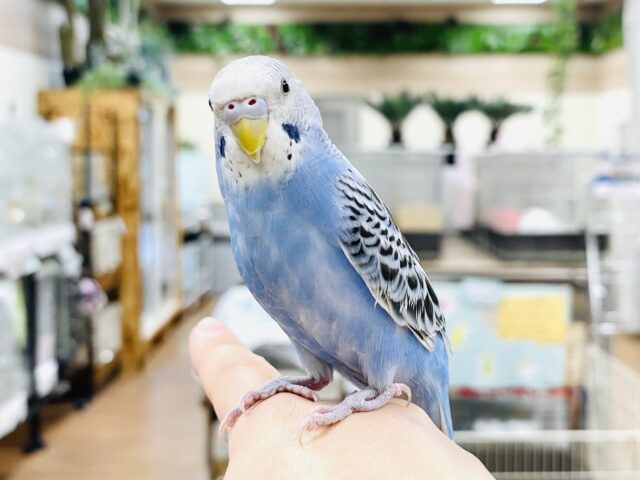 セキセイインコ