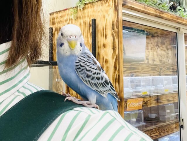 セキセイインコ