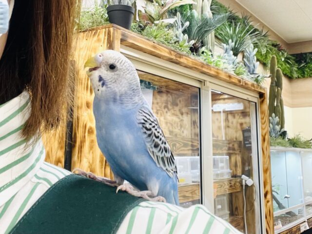 セキセイインコ