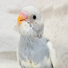 【最新画像更新🪄】シックな色合いに可愛いお顔のギャップに…💘セキセイインコ(スパングルパイド)