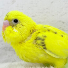 【最新画像更新🪄】まったりさん🫧セキセイインコ(ハルクイン) ヒナ