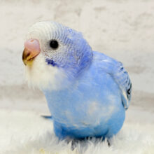【最新画像更新🪄】おめめきらきら🫧セキセイインコ(オパーリン) ヒナ
