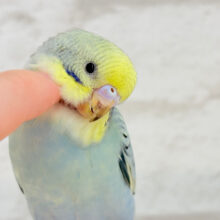 【最新画像更新🪄】イケメンだろぉ〜♡セキセイインコ(パステルカラーレインボー)