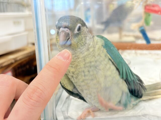 ワキコガネウロコインコ