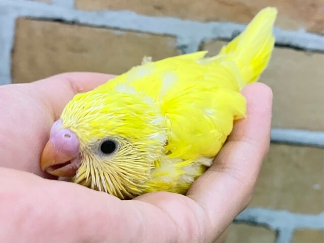 𝘼𝙣𝙨𝙬𝙚𝙧 ．タマゴの主役は黄身なのさー🌟🥚⟡.*セキセイインコ(💛ダブルファクター/2025年3月下旬生まれ)