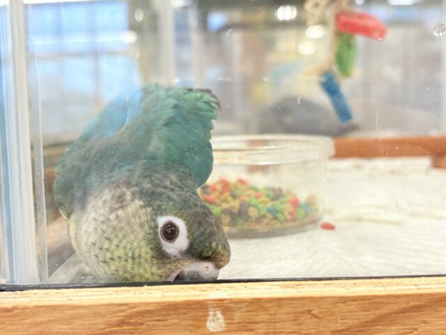 ワキコガネウロコインコ