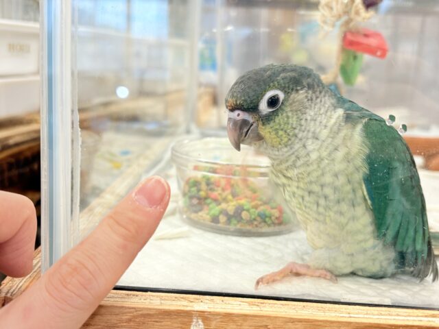 ワキコガネウロコインコ