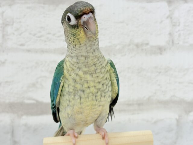 ワキコガネウロコインコ