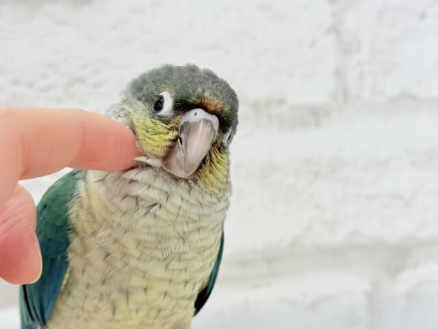 ワキコガネウロコインコ