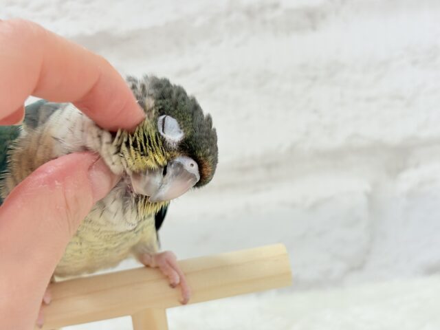 ワキコガネウロコインコ