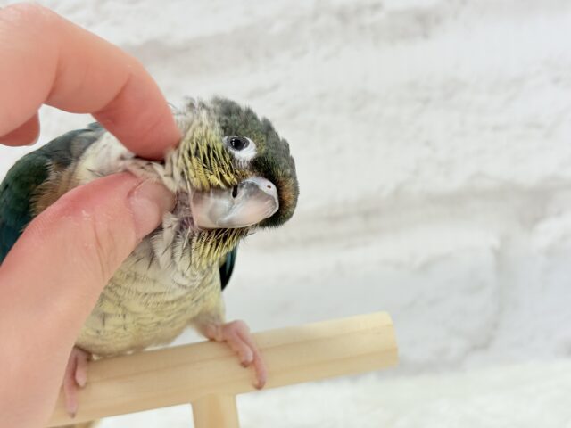 ワキコガネウロコインコ