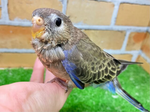 アキクサインコ（秋草インコ）