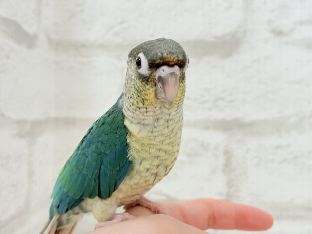 ワキコガネウロコインコ