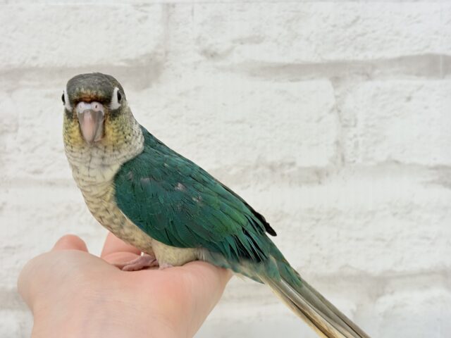 ワキコガネウロコインコ