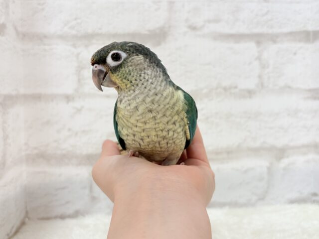 ワキコガネウロコインコ