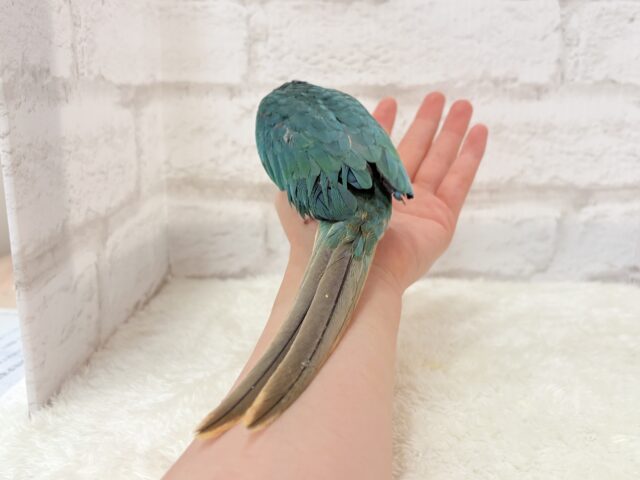 ワキコガネウロコインコ