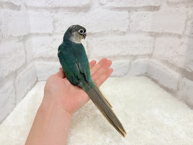 ワキコガネウロコインコ