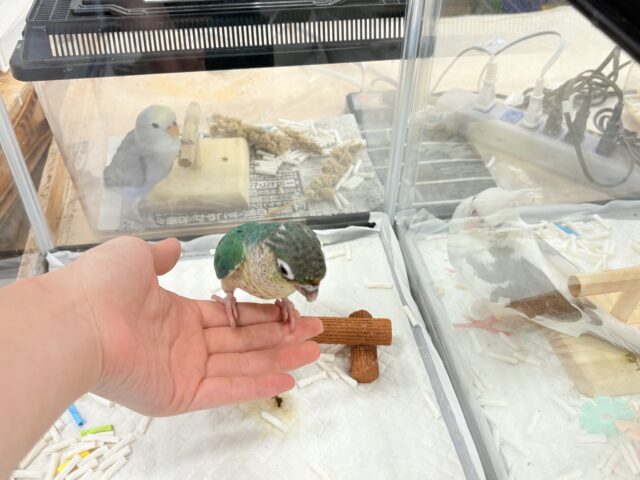 ワキコガネウロコインコ