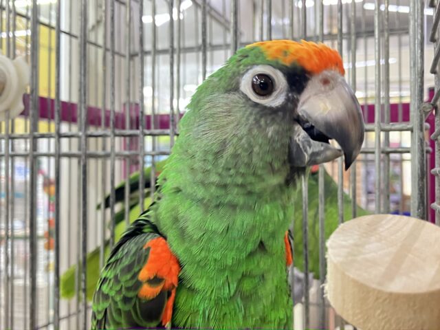 インコ 販売情報 ズアカハネナガインコ 雛達 3羽 お譲りします