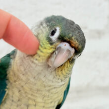 【最新画像更新🪄】ワタワタベイビー🐣ワキコガネウロコインコ(ブルー) ヒナ
