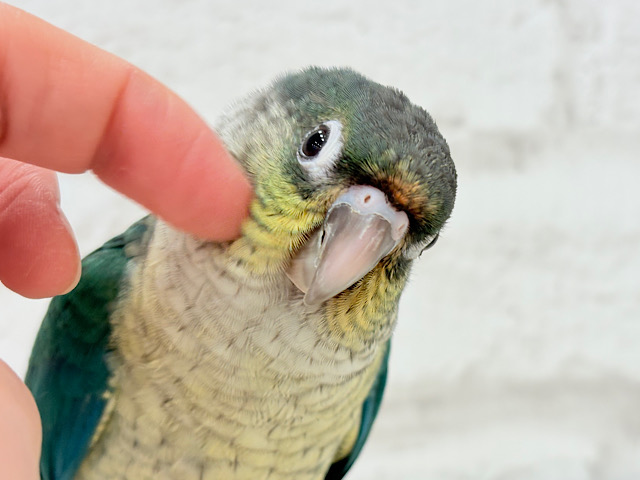 【動画更新🪄】ワタワタベイビー🐣ワキコガネウロコインコ(ブルー) ヒナ