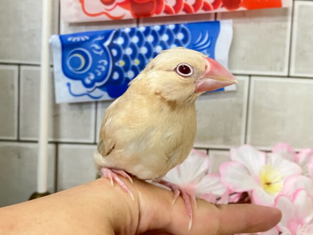 シナモン文鳥