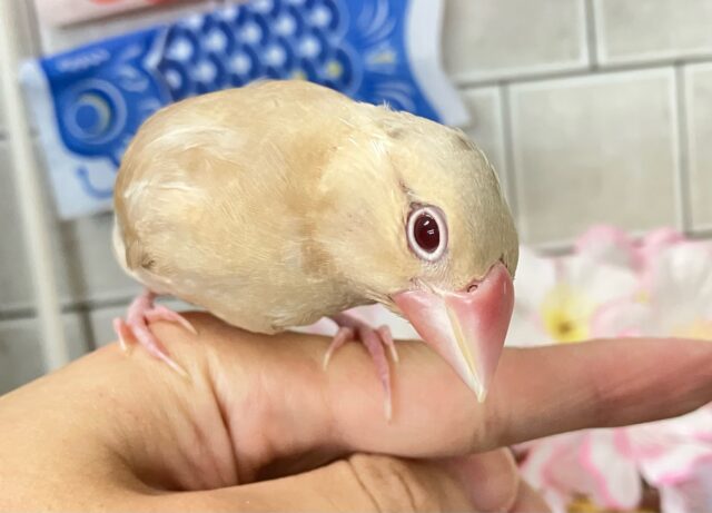 シナモン文鳥
