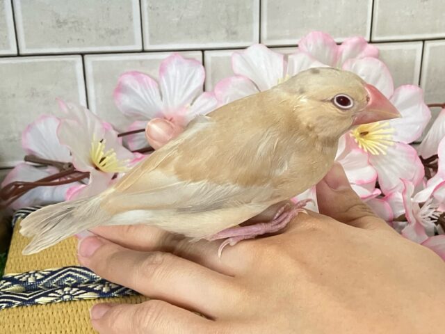 シナモン文鳥