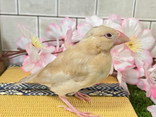 シナモン文鳥
