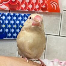 ✨最新画像✨やさしさに包まれちゃう～(*´ω｀)　シナモン文鳥