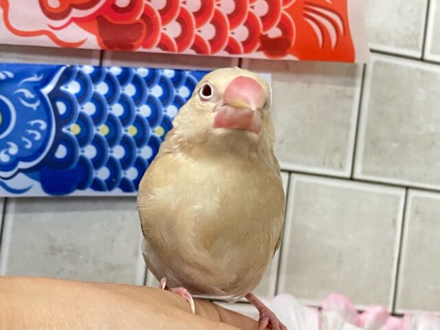 ✨最新画像✨やさしさに包まれちゃう～(*´ω｀)　シナモン文鳥