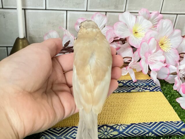 シナモン文鳥