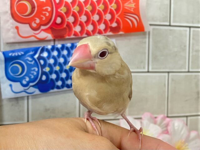 シナモン文鳥