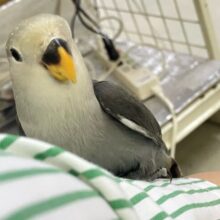 ✨最新画像✨シックなイケ鳥がやってきた(^_-)-☆　コザクラインコ