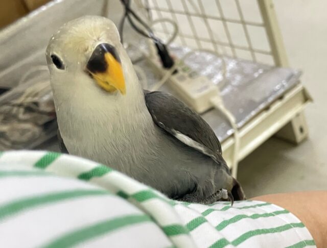 ✨最新画像✨シックなイケ鳥がやってきた(^_-)-☆　コザクラインコ
