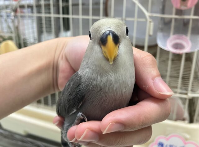 コキンチョウ