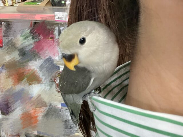 コキンチョウ